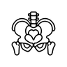 Supports the pelvic floor.